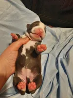 Puppy 5, a female American Pit Bull Terrier for sale in Dannebrog, NE – 1 of 2