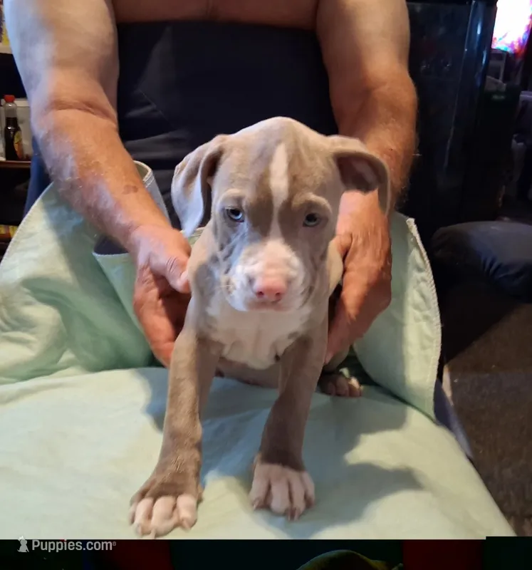 Puppy 1 – American Pit Bull Terrier puppy for sale in Dannebrog, NE