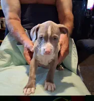 Puppy 1, a male American Pit Bull Terrier for sale in Dannebrog, NE – 4 of 10