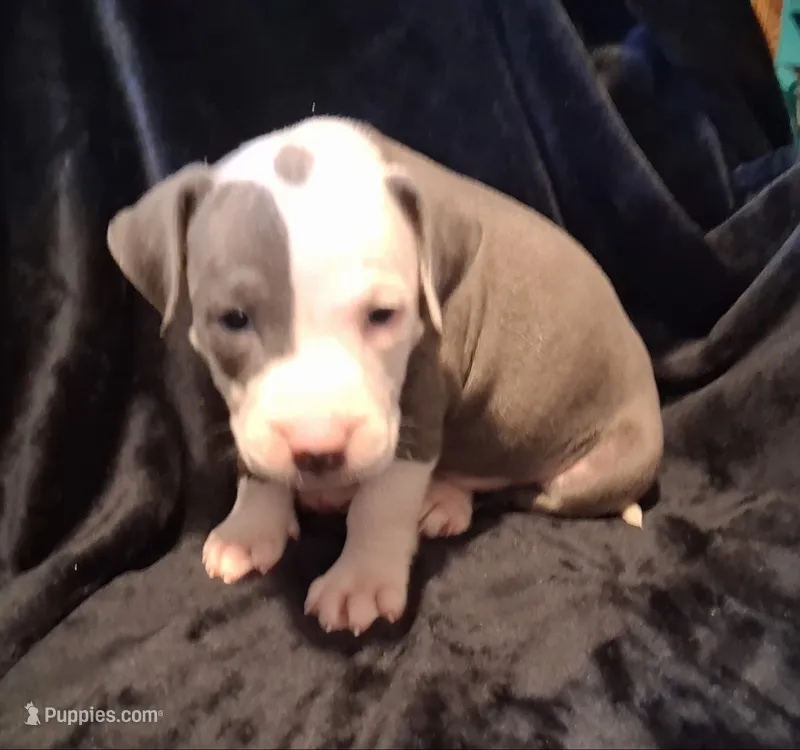 Puppy 8 – American Pit Bull Terrier puppy on hold in Dannebrog, NE