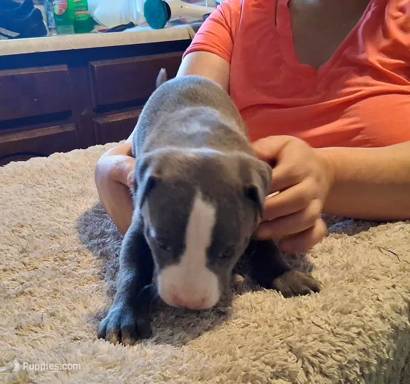 puppy 4 – American Pit Bull Terrier puppy for sale in Dannebrog, NE