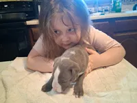 puppy 4, a male American Pit Bull Terrier for sale in Dannebrog, NE – 2 of 6