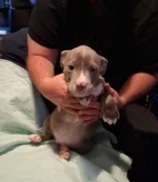 Puppy 6, a female American Pit Bull Terrier for sale in Dannebrog, NE – 1 of 10