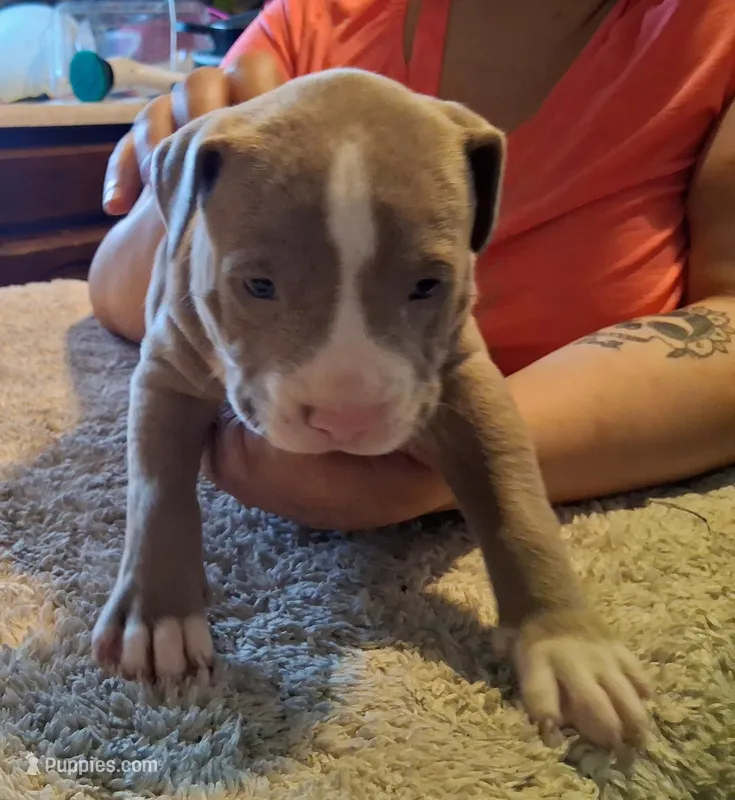 Puppy 1 – American Pit Bull Terrier puppy for sale in Dannebrog, NE