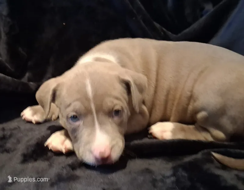 Puppy 6 – American Pit Bull Terrier puppy for sale in Dannebrog, NE