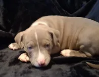 Puppy 6, a female American Pit Bull Terrier for sale in Dannebrog, NE – 3 of 10