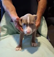 Puppy 1, a male American Pit Bull Terrier for sale in Dannebrog, NE – 7 of 10