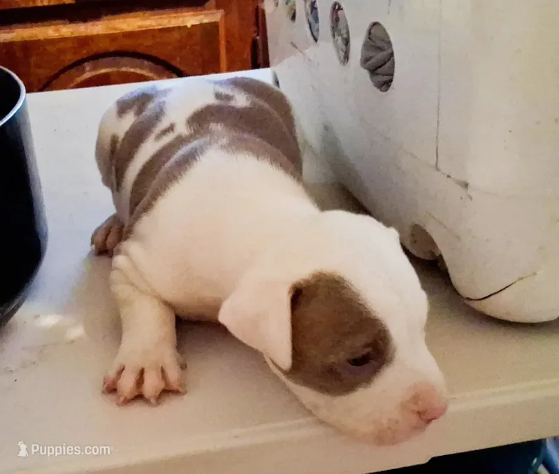 Puppy 9 – American Pit Bull Terrier puppy for sale in Dannebrog, NE