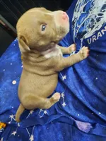 Puppy 7, a female American Pit Bull Terrier for sale in Dannebrog, NE – 5 of 10