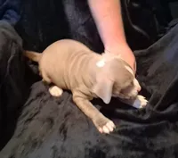 Puppy 1, a male American Pit Bull Terrier for sale in Dannebrog, NE – 9 of 10
