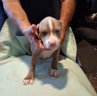 Puppy 1, a male American Pit Bull Terrier for sale in Dannebrog, NE – 8 of 10