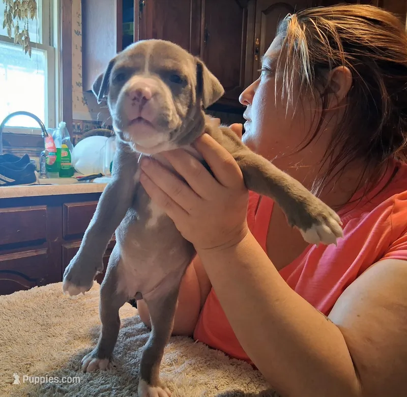 Puppy 6 – American Pit Bull Terrier puppy for sale in Dannebrog, NE