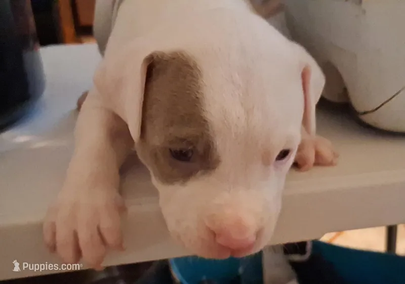 Puppy 8 – American Pit Bull Terrier puppy on hold in Dannebrog, NE