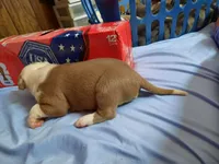 Puppy 3, a male American Pit Bull Terrier for sale in Dannebrog, NE – 7 of 10