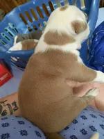 Puppy 3, a male American Pit Bull Terrier for sale in Dannebrog, NE – 2 of 10