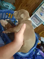 Puppy 7, a female American Pit Bull Terrier for sale in Dannebrog, NE – 4 of 10