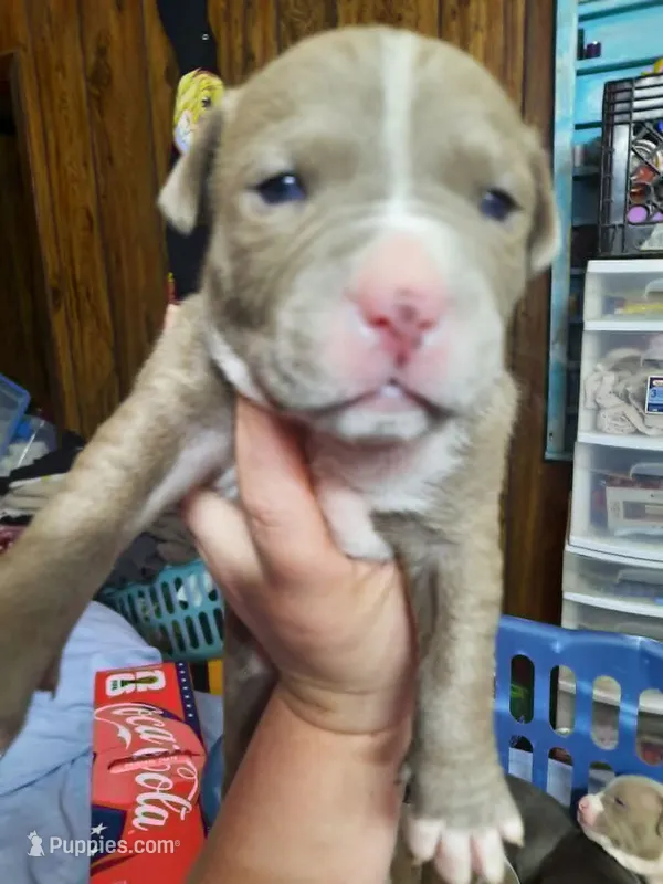 Puppy 6 – American Pit Bull Terrier puppy for sale in Dannebrog, NE