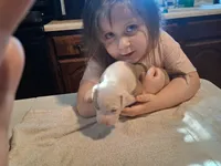 Puppy 3, a male American Pit Bull Terrier for sale in Dannebrog, NE – 3 of 10