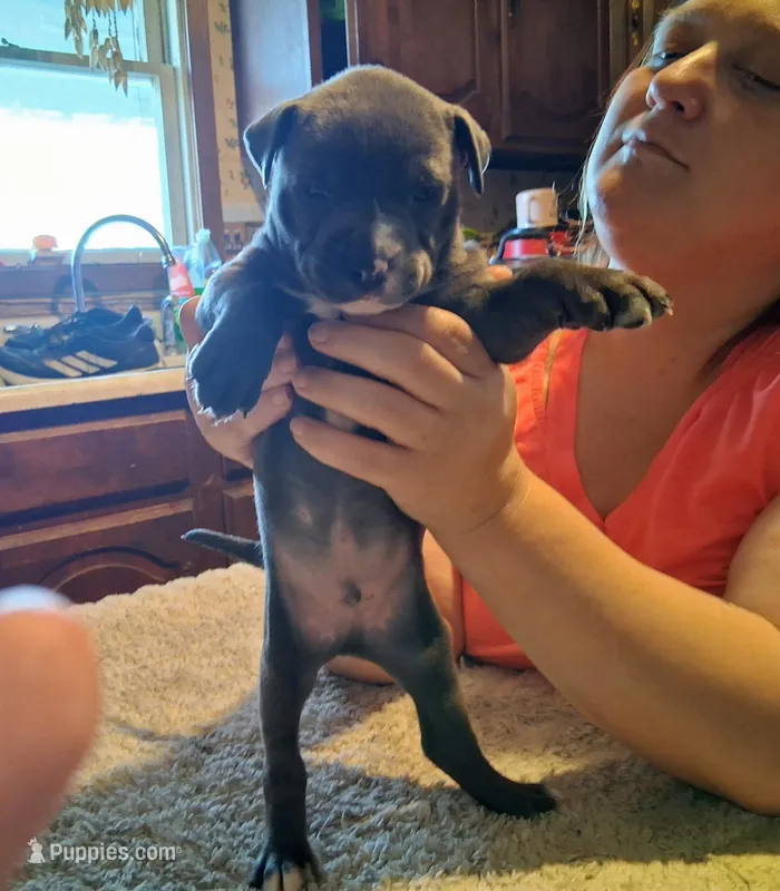 Puppy 2 – American Pit Bull Terrier puppy for sale in Dannebrog, NE