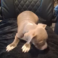 Puppy 7, a female American Pit Bull Terrier for sale in Dannebrog, NE – 4 of 8