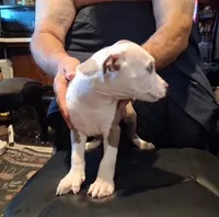 Puppy 3, a male American Pit Bull Terrier for sale in Dannebrog, NE – 3 of 10