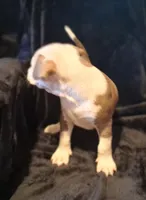 Puppy 3, a male American Pit Bull Terrier for sale in Dannebrog, NE – 6 of 10