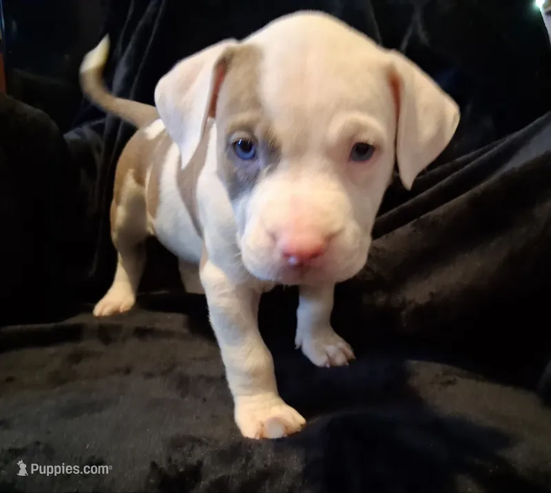 Puppy 9 – American Pit Bull Terrier puppy for sale in Dannebrog, NE