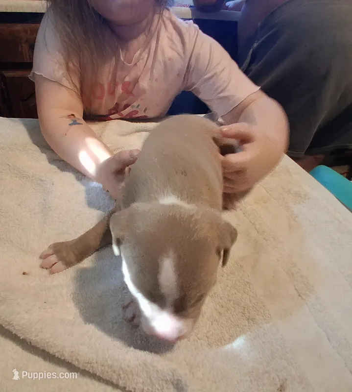 Puppy 1 – American Pit Bull Terrier puppy for sale in Dannebrog, NE