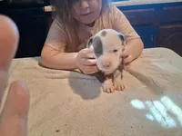 Puppy 8, a female American Pit Bull Terrier for sale in Dannebrog, NE – 1 of 7