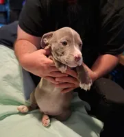 Puppy 6, a female American Pit Bull Terrier for sale in Dannebrog, NE – 7 of 10