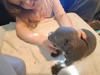 Puppy 2, a male American Pit Bull Terrier for sale in Dannebrog, NE – 4 of 6