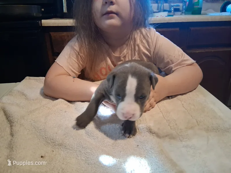 puppy 4, a male American Pit Bull Terrier for sale in Dannebrog, NE – 1 of 6