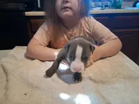 puppy 4, a male American Pit Bull Terrier for sale in Dannebrog, NE – 1 of 6