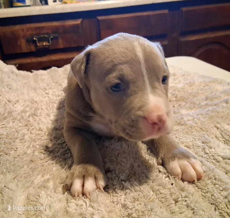 Puppy 6 – American Pit Bull Terrier puppy for sale in Dannebrog, NE