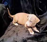 Puppy 1, a male American Pit Bull Terrier for sale in Dannebrog, NE – 3 of 10