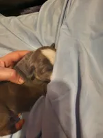 Puppy 5, a female American Pit Bull Terrier for sale in Dannebrog, NE – 2 of 2