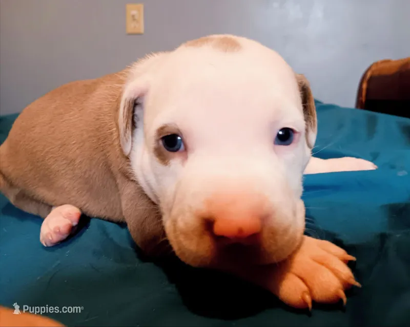 Puppy 3 – American Pit Bull Terrier puppy for sale in Dannebrog, NE