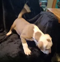 Puppy 3, a male American Pit Bull Terrier for sale in Dannebrog, NE – 4 of 10