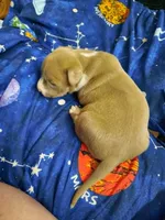 Puppy 7, a female American Pit Bull Terrier for sale in Dannebrog, NE – 3 of 10