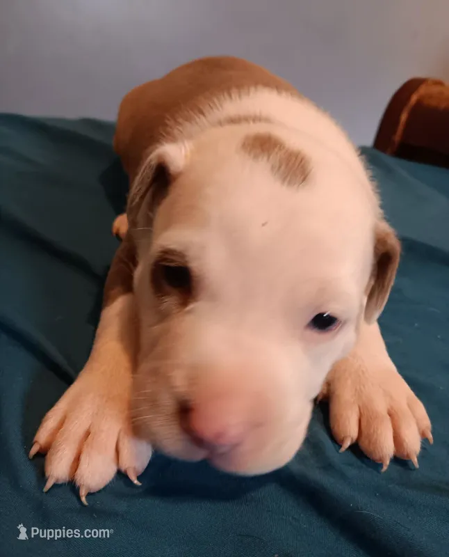 Puppy 3 – American Pit Bull Terrier puppy for sale in Dannebrog, NE