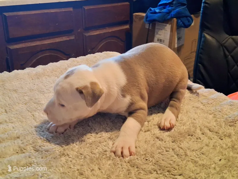 Puppy 8 – American Pit Bull Terrier puppy on hold in Dannebrog, NE