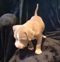 Puppy 1, a male American Pit Bull Terrier for sale in Dannebrog, NE – 6 of 10
