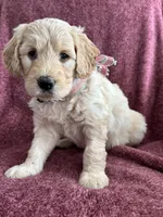 Linda, a female Golden Mountain Doodle for sale in Orange, CT – Photo 2 of 5