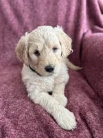 Linda, a female Golden Mountain Doodle for sale in Orange, CT – Photo 1 of 5