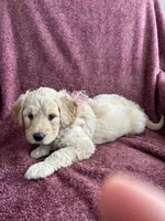 Linda, a female Golden Mountain Doodle for sale in Orange, CT – Photo 5 of 5