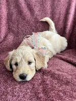 Linda, a female Golden Mountain Doodle for sale in Orange, CT – Photo 4 of 5
