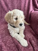 Linda, a female Golden Mountain Doodle for sale in Orange, CT – Photo 3 of 5