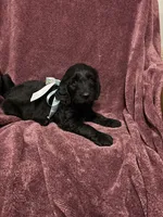 Quincy, a male Golden Mountain Doodle for sale in Orange, CT – Photo 2 of 3