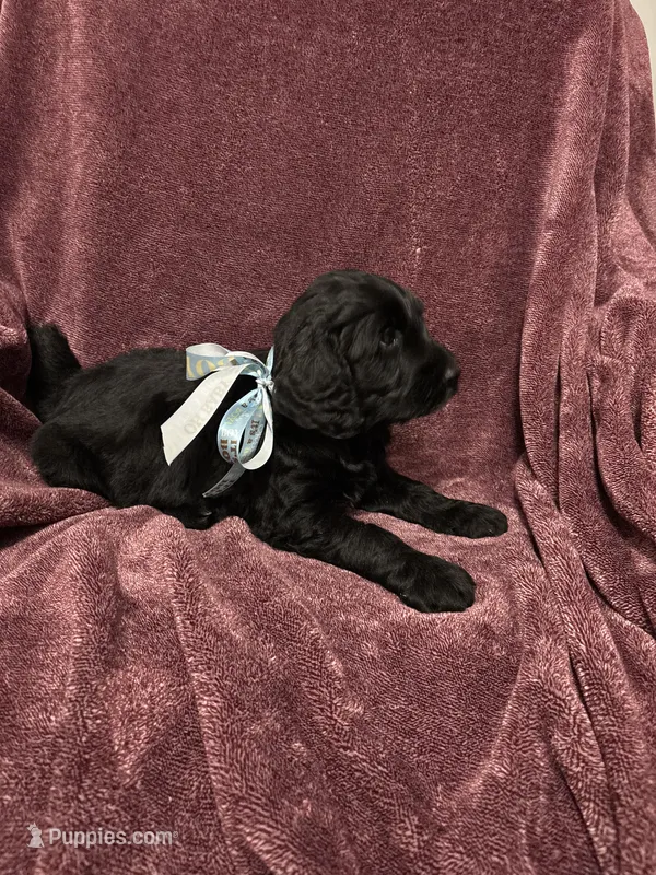 Quincy – Golden Mountain Doodle puppy for sale in Orange, CT