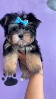 Julie, a female Morkie for sale in Cedar Hill, TX – 1 of 2